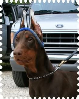 earhaloHECTOR.jpg picture by Whitedk9