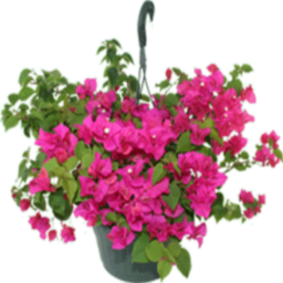 hanging-baskets-in.png Photo by Eliandraplays | Photobucket