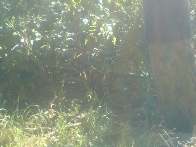 DSC00128.jpg lemur picture by etsuko1232