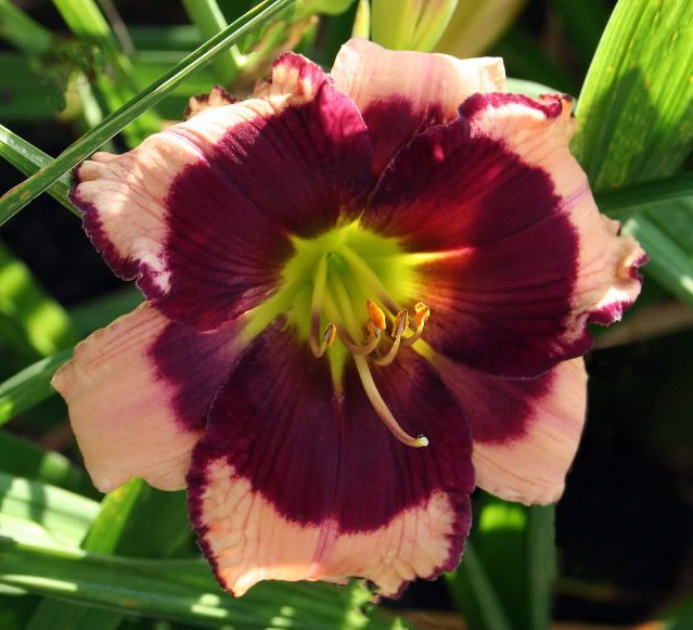 Full formed blooms this week