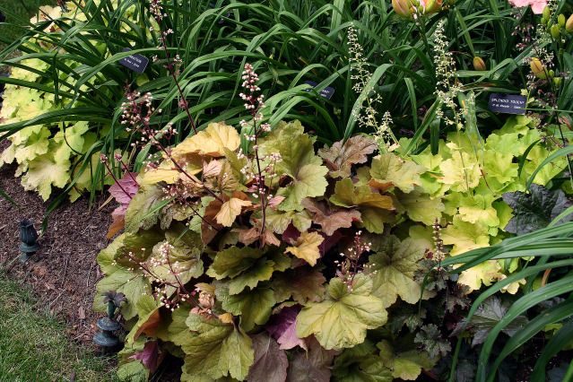 heuchera 'Caramel'