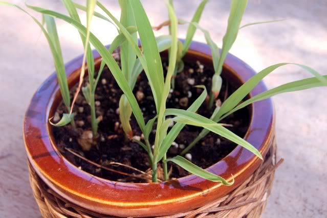 Baby lemon grass