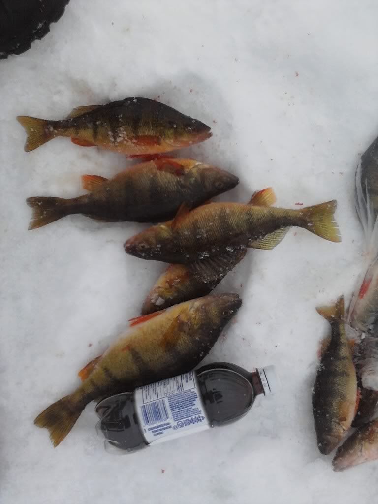 Perch Perch, more perch, bigger perch ;) - Alberta Outdoorsmen Forum