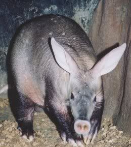 aardvark.jpg