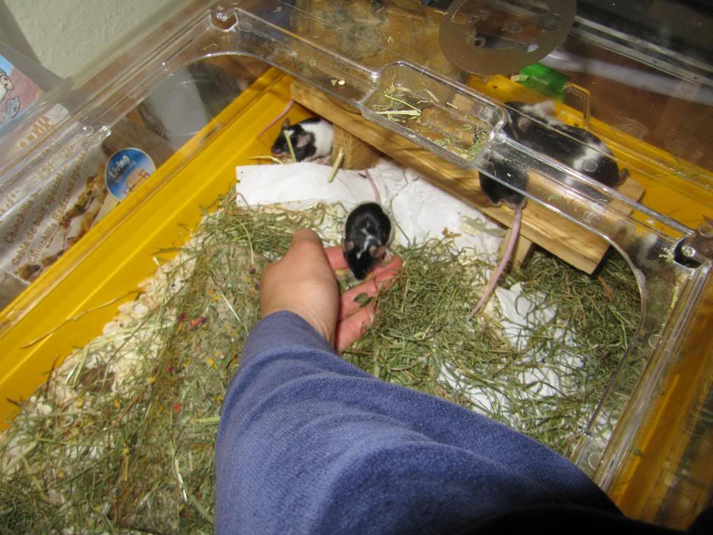 IMG_0945_zpsec364296.jpg