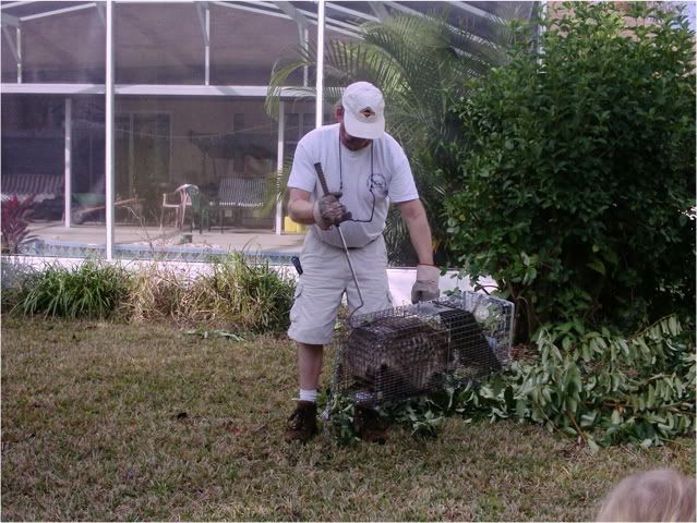 largest racoon