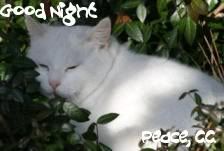 oie_110802955wdiQeV_fs1.jpg Good Nite picture by CCschenk09