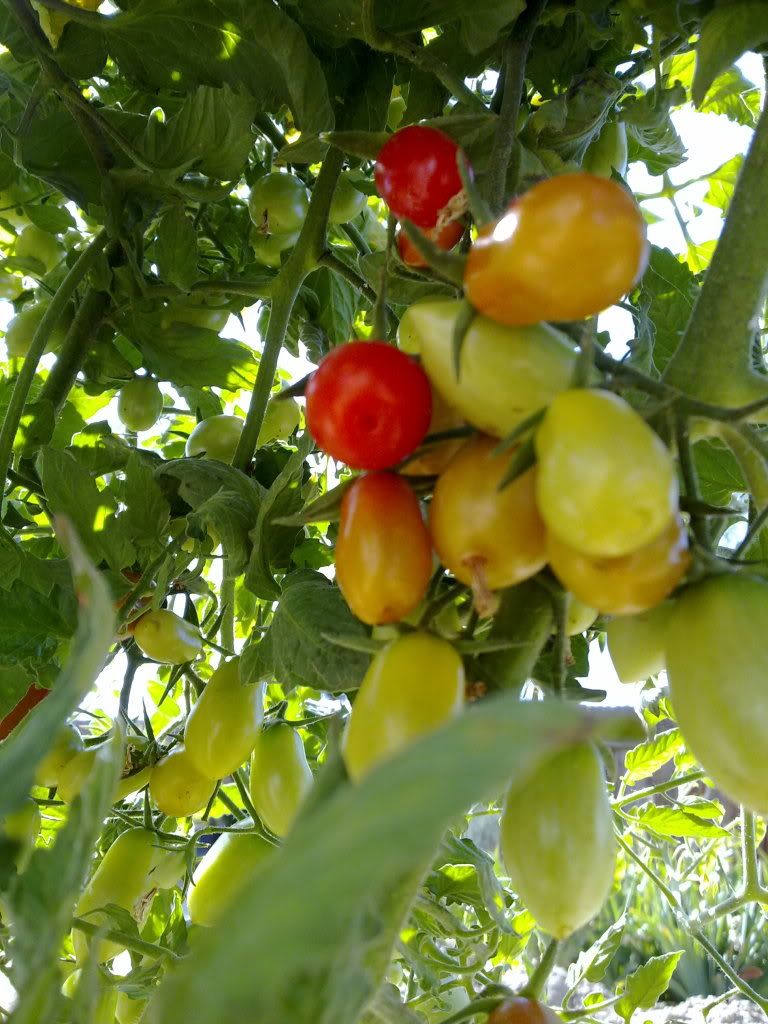 tomaters
