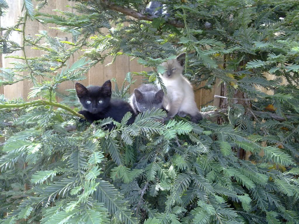 tree kittens