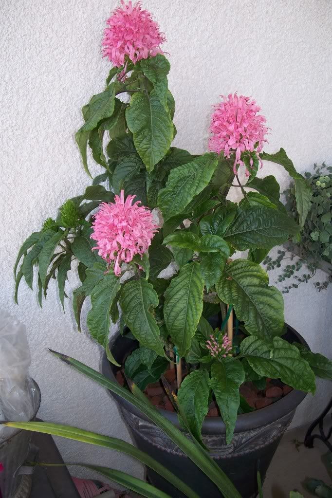 Brazilian Plume Flower