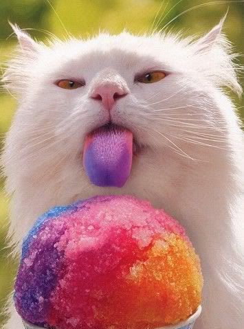 sno fun