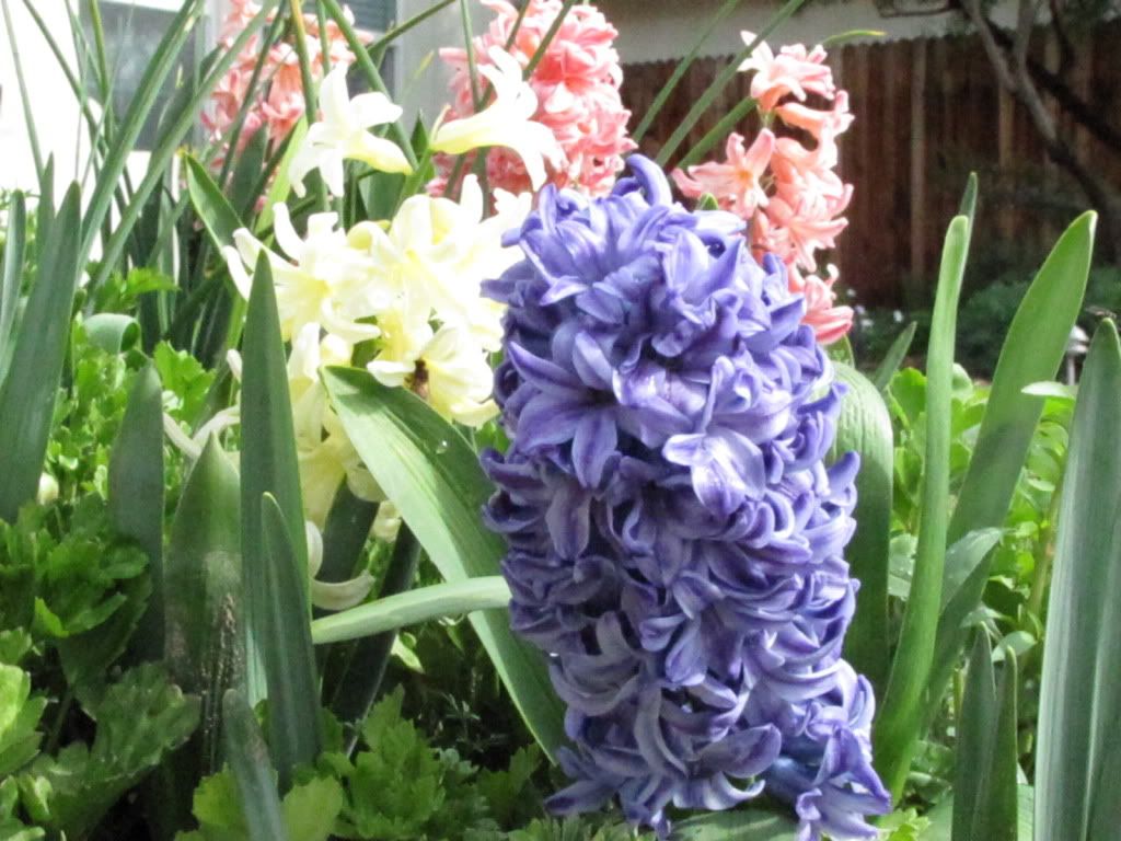 hyacinth