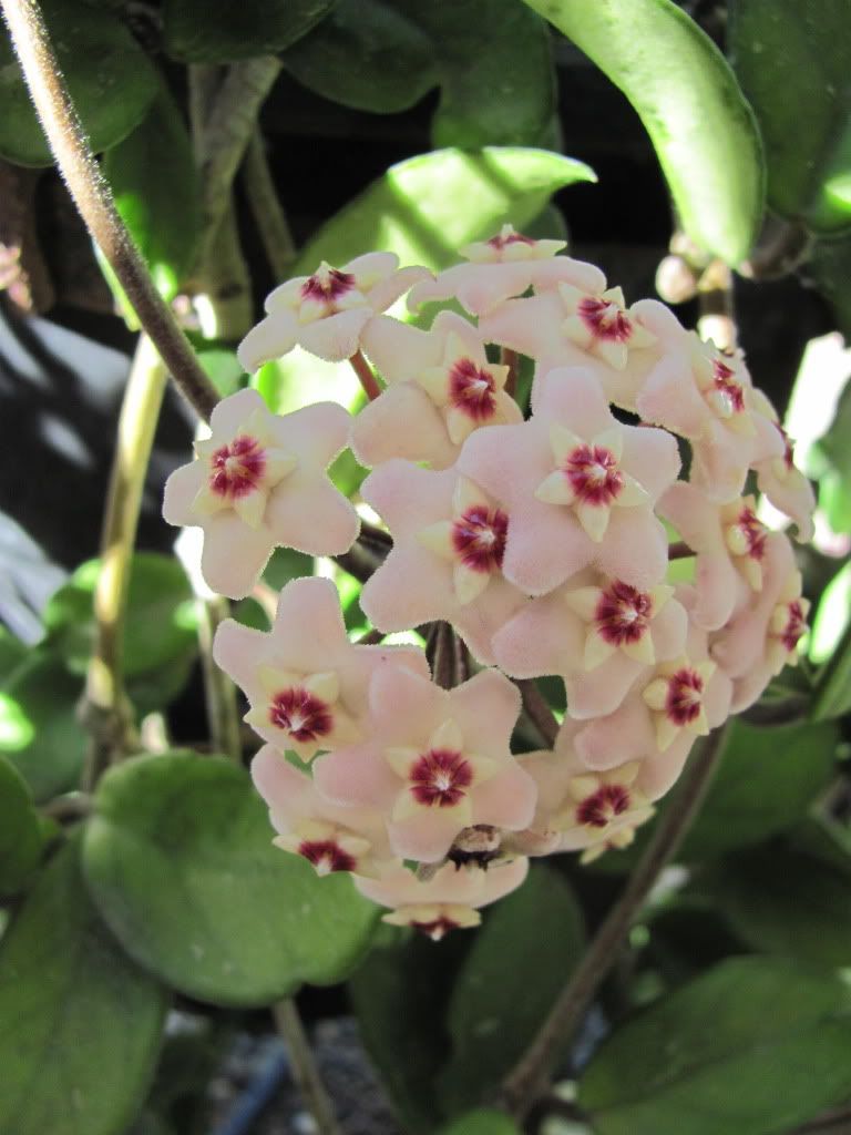 hoya