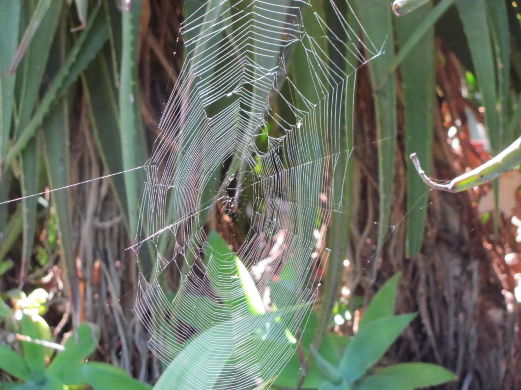 Web 2