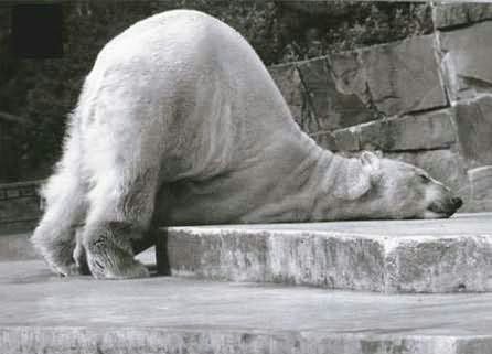 exhasted bear
