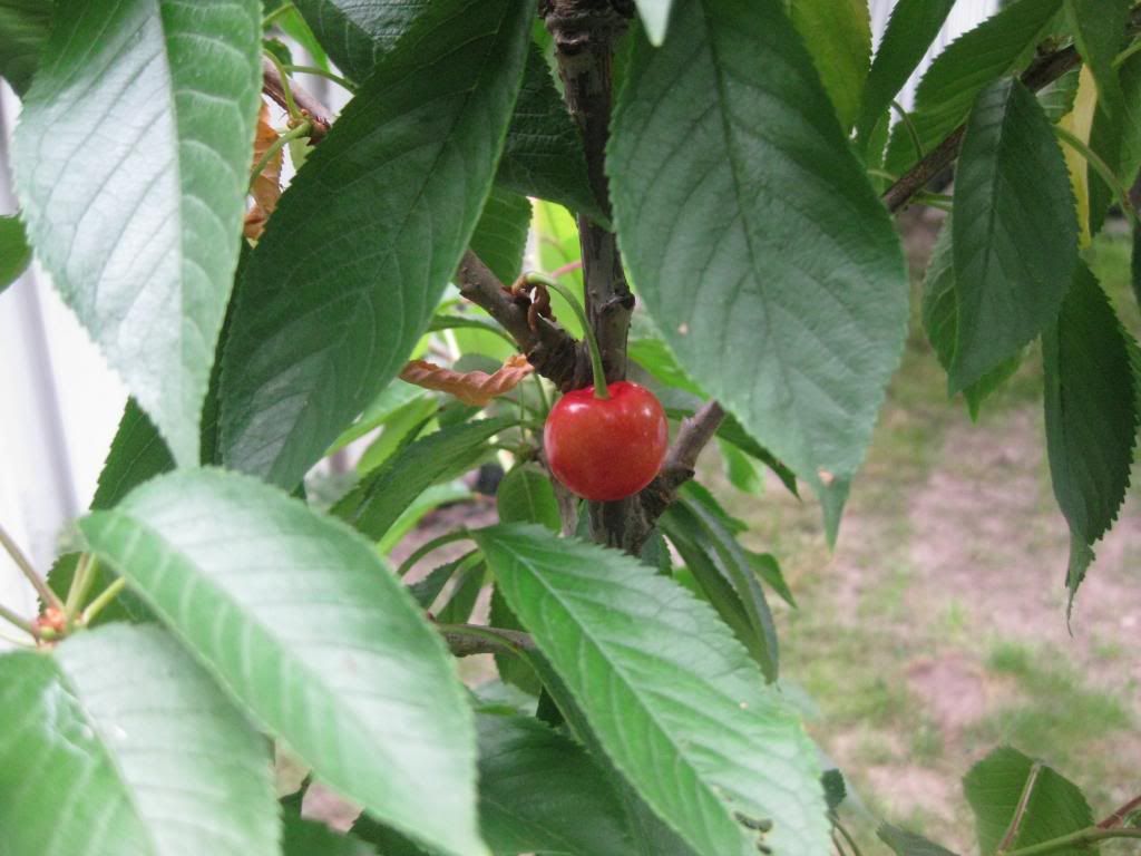  photo IMG_0714_zpsbcaa61ac.jpg