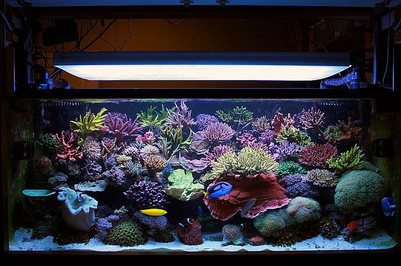 Best Reef Tank