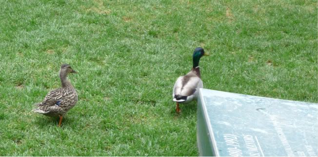 Ducks in Bryant Park