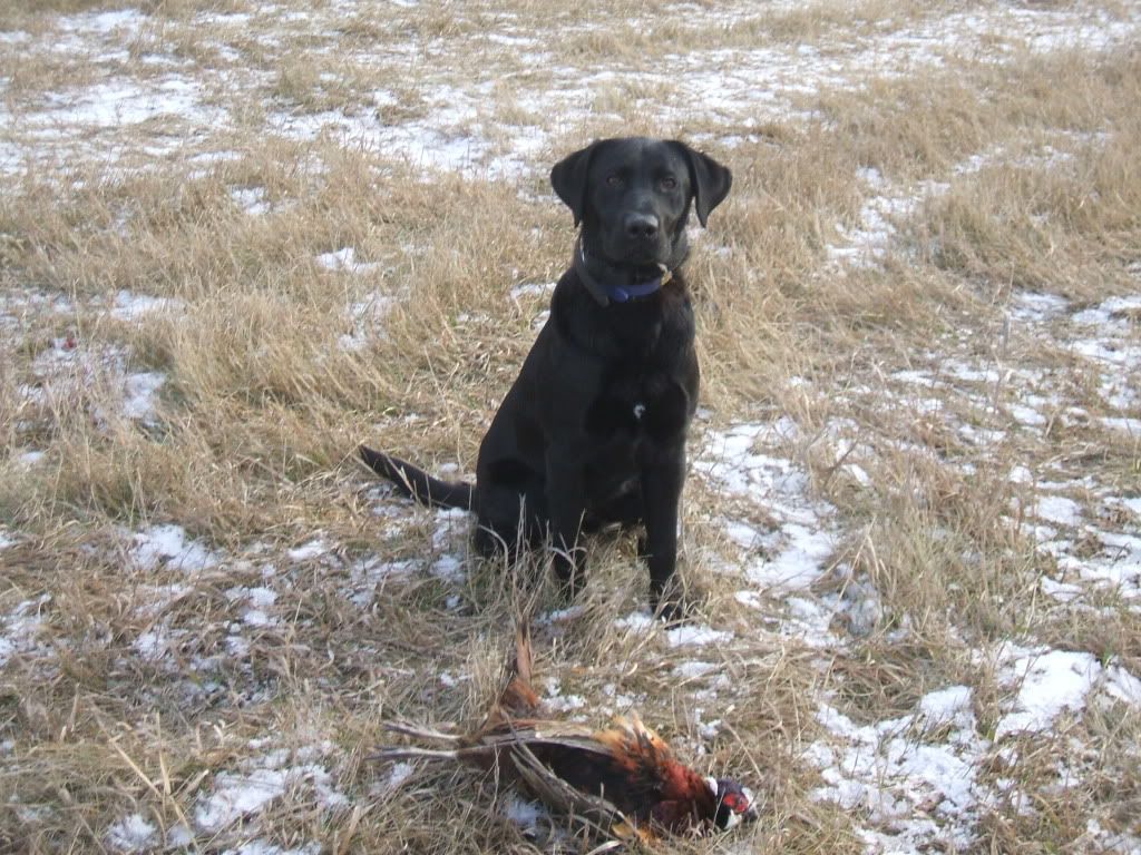 Double T kennels in KS North Dakota Fishing and Hunting Forum