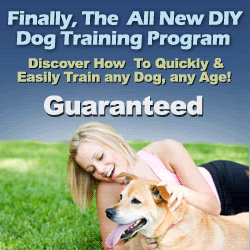 dog-training photo:service dog training san diego 