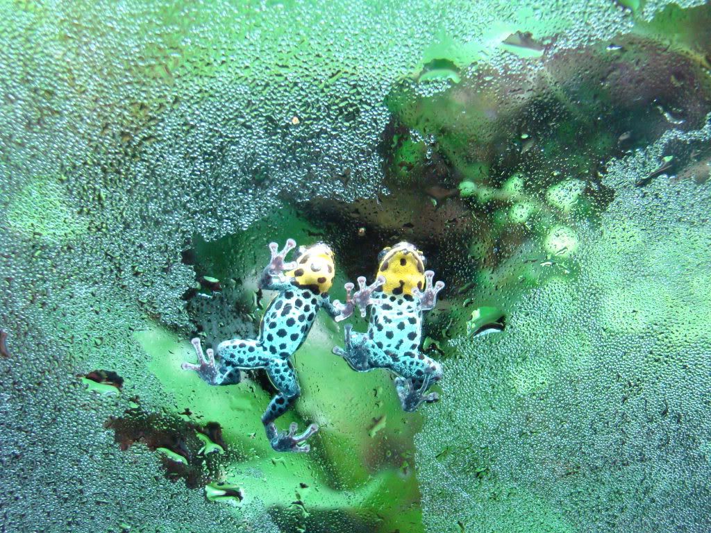 Frogs climbing glass Dendroboard