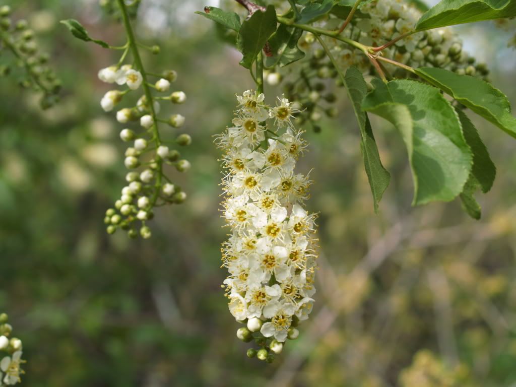 choke cherry Pictures, Images and Photos