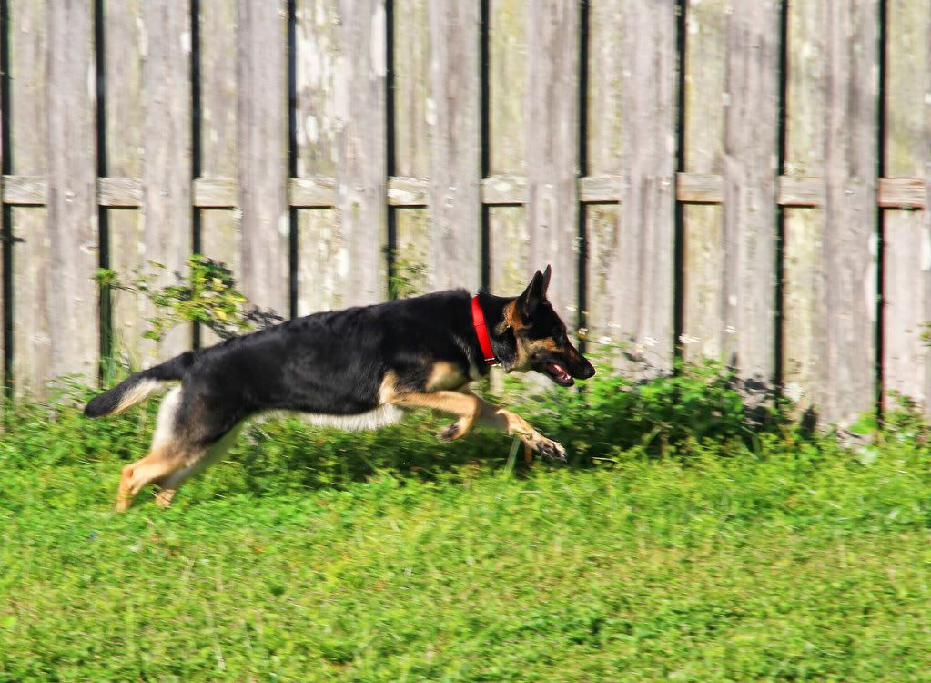 IMAGE: http://i665.photobucket.com/albums/vv20/TimW13/Animals%20Pets/IMG_1784.jpg