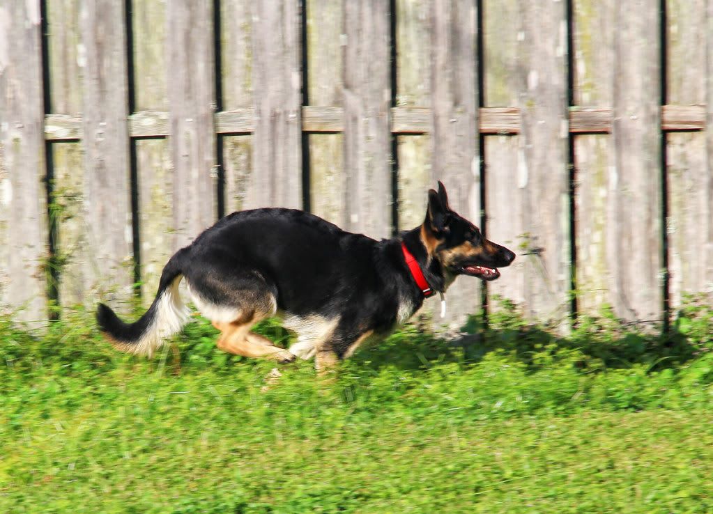 IMAGE: http://i665.photobucket.com/albums/vv20/TimW13/Animals%20Pets/IMG_1785.jpg