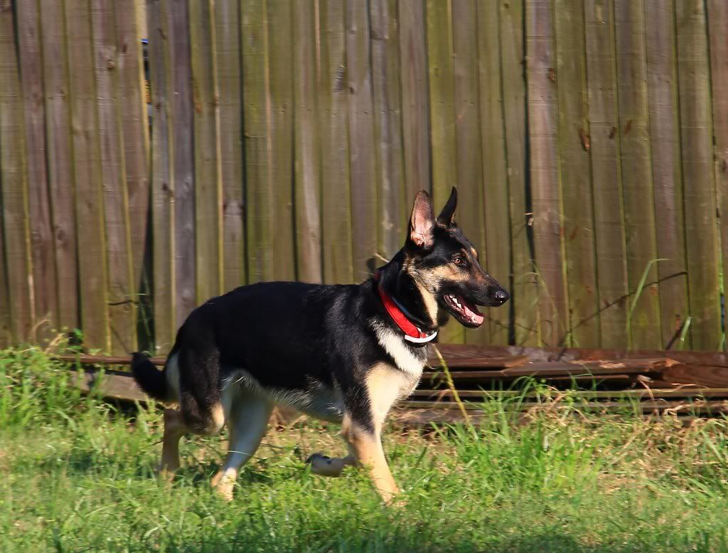 IMAGE: http://i665.photobucket.com/albums/vv20/TimW13/Animals%20Pets/Mila1.jpg