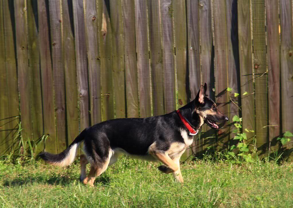 IMAGE: http://i665.photobucket.com/albums/vv20/TimW13/Animals%20Pets/Mila2.jpg