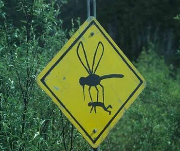 el-dia-en-que-los-mosquitos-tomaron.jpg