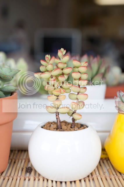 圆滚滚的半球星乙女 crassula brevifolia